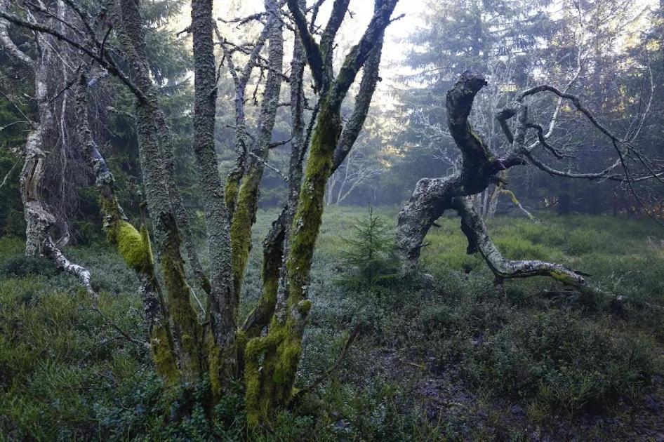Wellness Pension Iveta Žacléř Exteriör bild